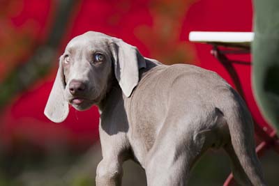 Weimaraner