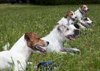 Terrier im Bleib